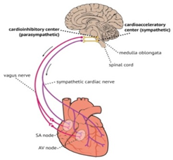 Basic, applied psychophysiology and Biofeedback